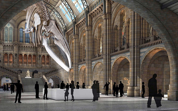 Image: Natural History Museum. Illustration of how the Blue Whale in the Hintze Hall would look.